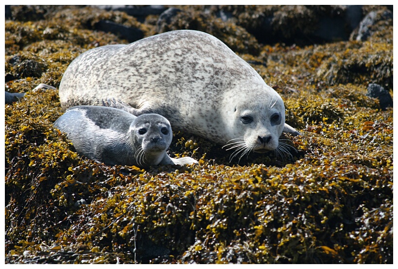 Seals