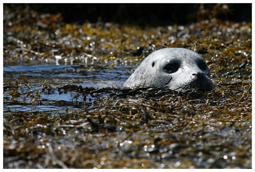 Seal in the sea