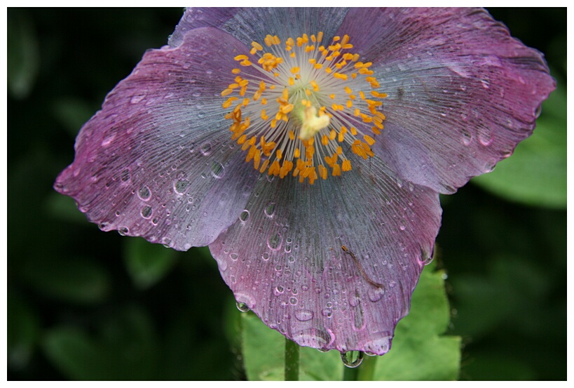 Wet Flower