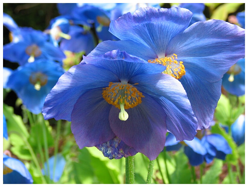 Blue poppies