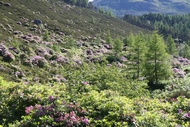 Rhododendron field