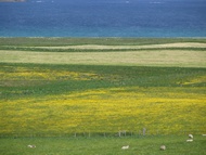 Fields in Mainland