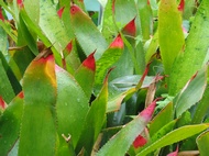 Reddish leaves