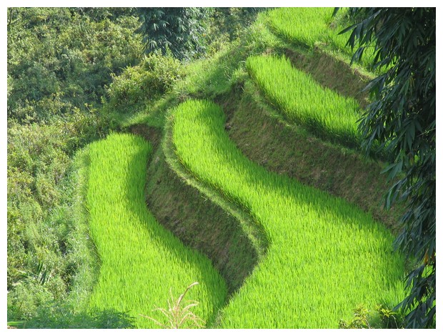 Rice Terraces