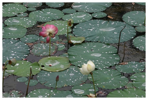 Lotus Flowers