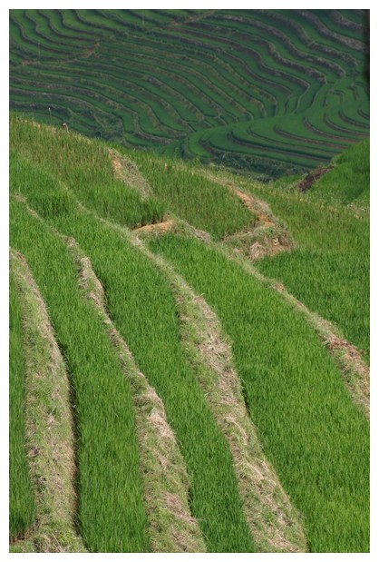 Rice Fields in SaPa