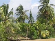 Palm trees at Mekong