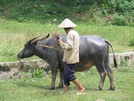 Vietnamese Farmer