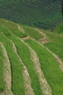 Rice Fields in SaPa