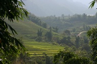 Sapa rice fields