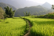 Rice landscape