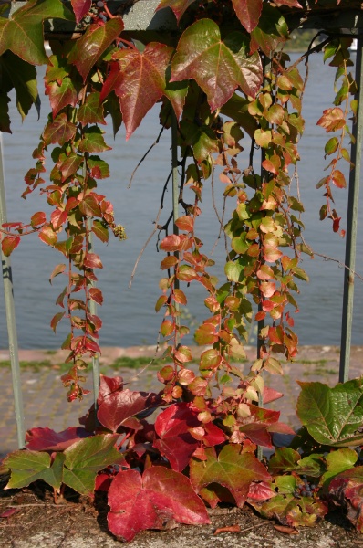 Ivy Leaves near the Rhein