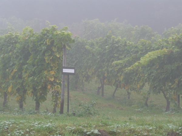 Vineyards in the Mist