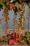 Ivy Leaves near the Rhein