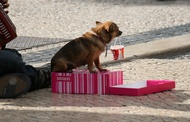 Dog Beggar