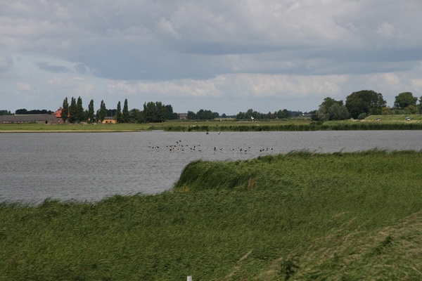 Birds in the lake