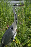 Heron