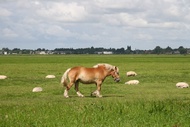 Horse at Farm