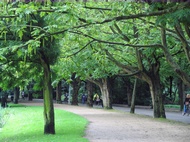 Trees Path