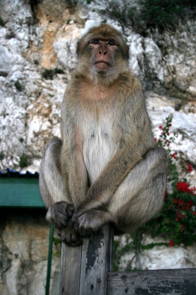 Macaco de Gibraltar