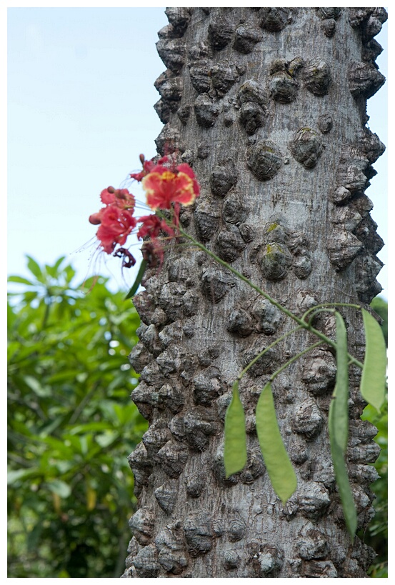 Balinese Tree