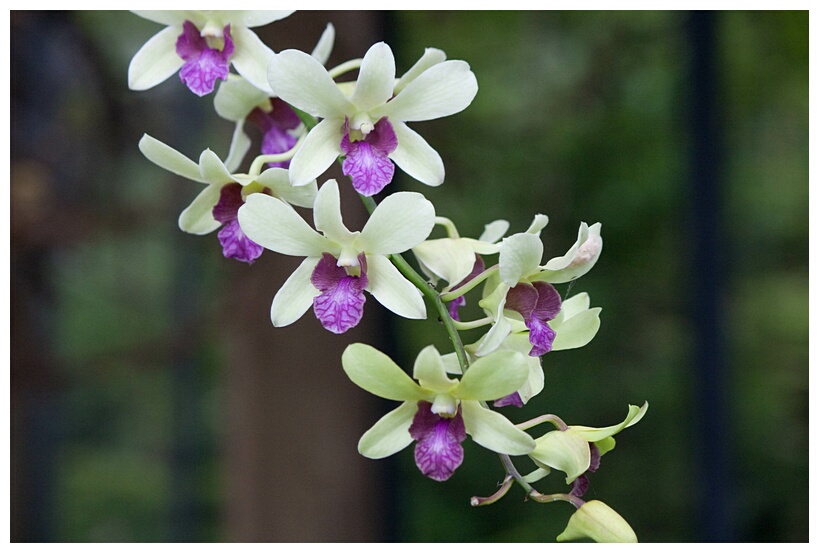 Little Orchids