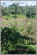 Padi Bali