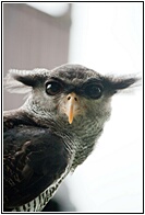 Barred Eagle Owl