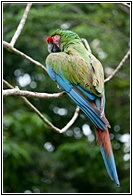 Buffon's Macaw