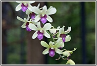 Little Orchids