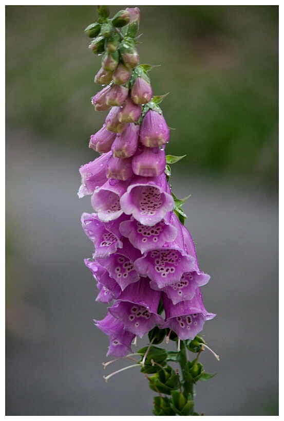 Digitalis Purpurea