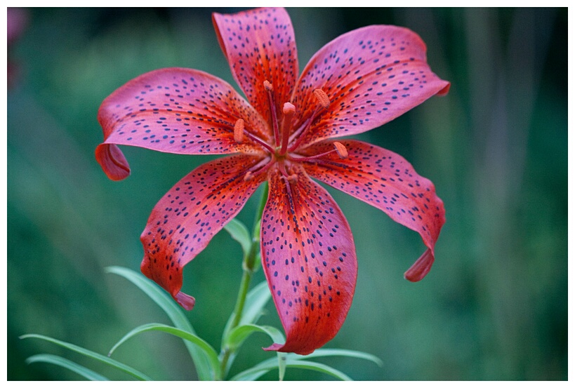 Lilium