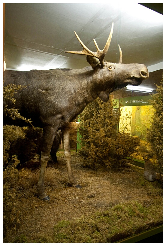 Big Elk