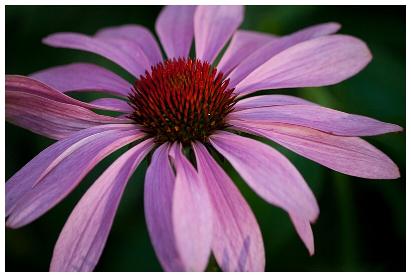 Pretty Flower