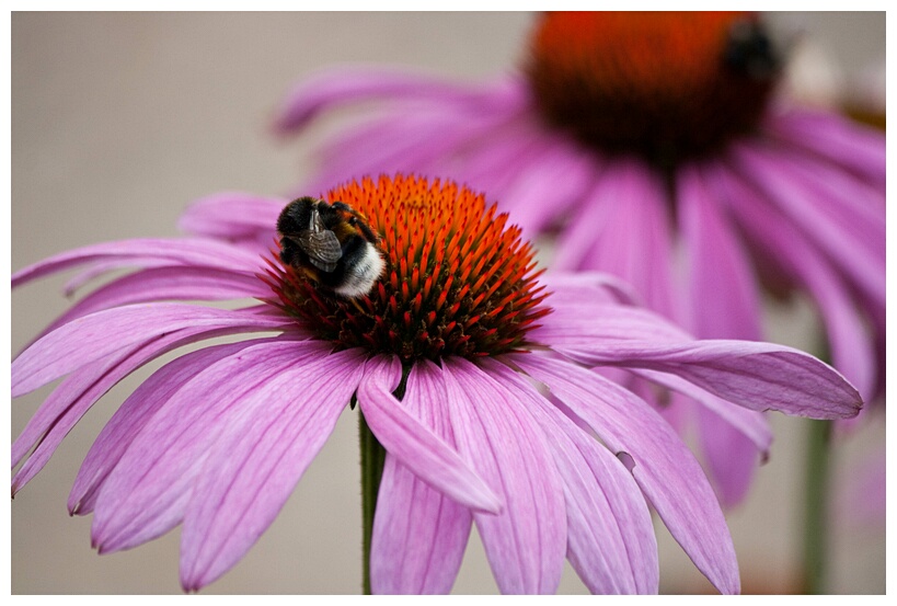 Flowers with Bee