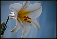 White Lilium