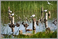 Latvian Birds