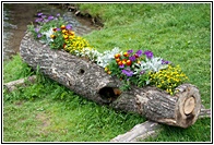 Flowery Log