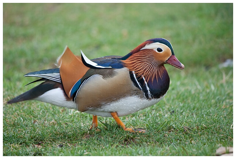 Mandarin Duck