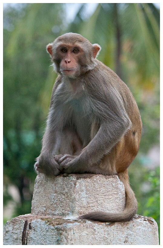 Monywa Monkey