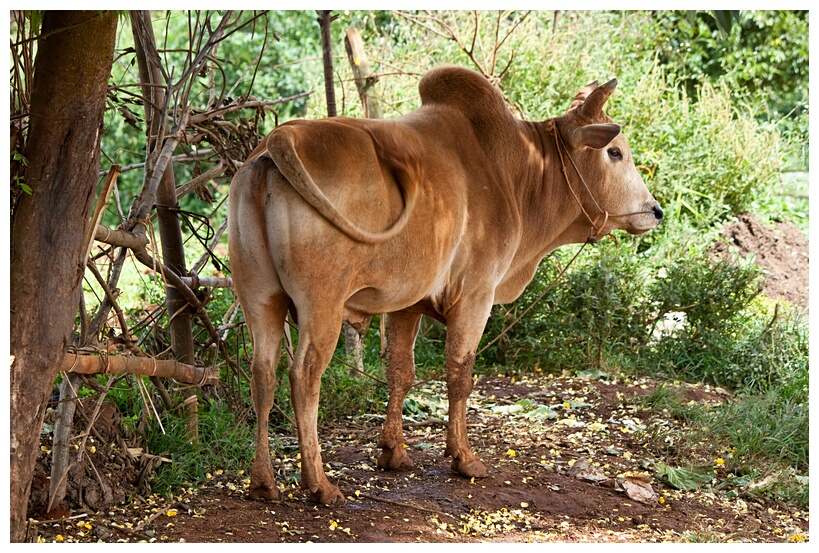 Burma Cow