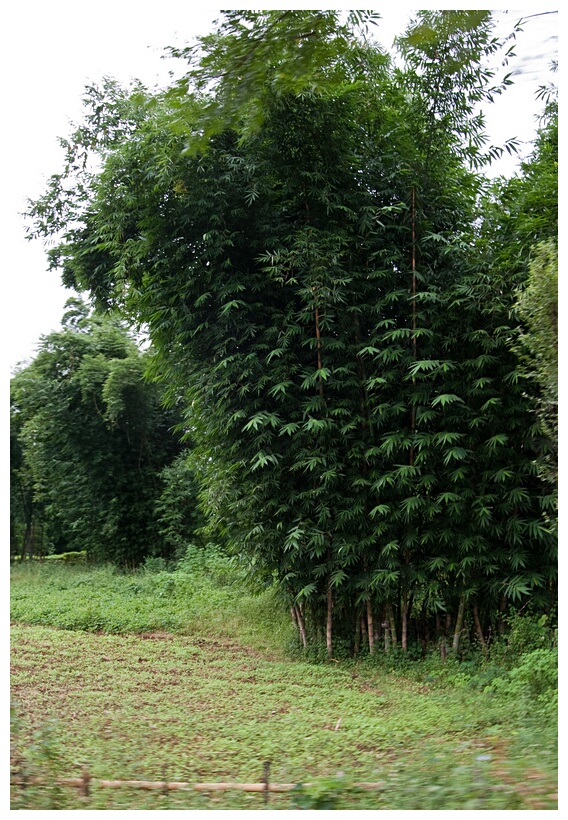 Bamboo Fields