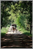 Ava Horse Cart 