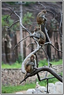 Guardian Monkeys