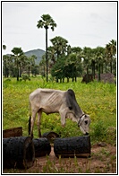 Burmese Farm