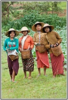 Burmese Farmer