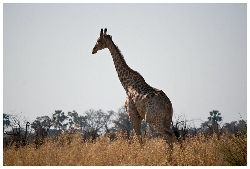 Giraffe Gallopping