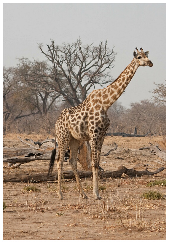 Giraffe