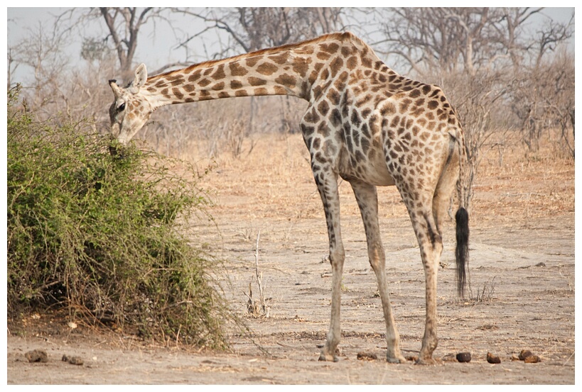 Giraffe Eating