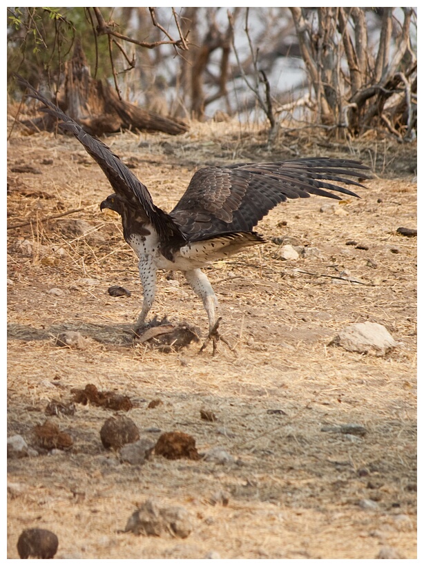 African Eagle